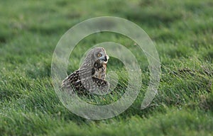 A magnificent hunting Short-eared Owl, Asio flammeus, perching on the ground in the grass.