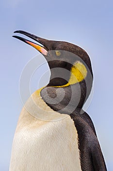 Magnificent King Penguin in Cape Town, South Africa