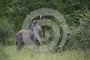 Magnificent kudu bull (Tragelaphus strepsiceros)