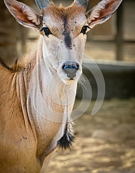 A magnificent kudu female portrait