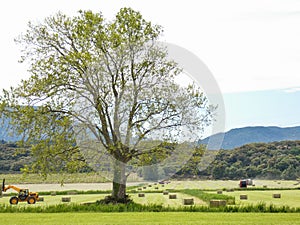 Magnificent landscape in the Alpilles in Provence in France with a beautiful and large tree that stands in the middle of meadows