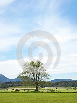 Magnificent landscape with a tree in the middle of the meadows on which ones agricultural machines work to make hay bales