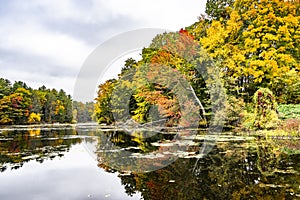 Magnificent landscape of wild nature with autumn trees and reflection in the mirror surface of the lake with water lilies