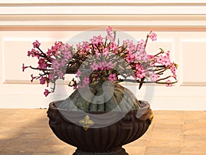 Magnificent large potted Desert Rose Bonsai