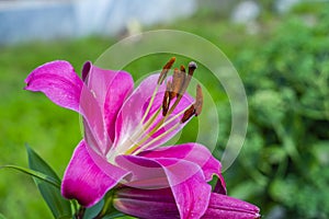 The magnificent lily flower bloomed