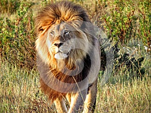 Magnificent Lion in Africa approaching