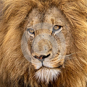 Magnificent lion photo