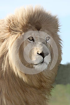 Magnificent Lion Portrait