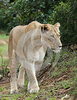 Magnificent Lioness