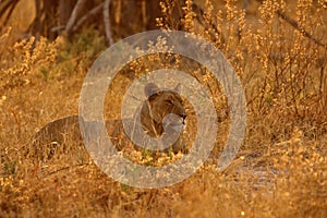 Magnificent Lioness in dried sage bush