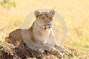 Magnificent lioness resting on a field covered with yellow grass