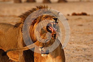 Magnificent Lions Flehmen Response