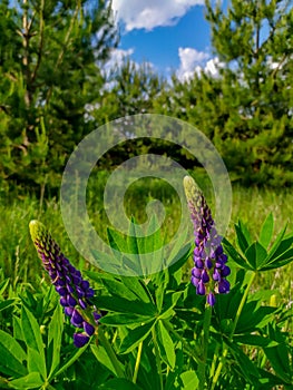 Magnificent lupins flowers Lupinus polyphyllus.