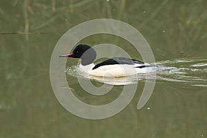 A magnificent male Goosander, Mergus merganser, swimming on a river. It has been diving down under the water catching fish.