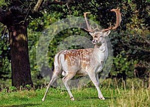 Fallow Deer Buck - Dama dama in a spinney looking out photo