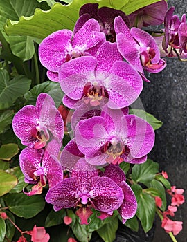 Magnificent Mile Orchids #1