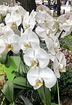 Magnificent Mile Orchids #2