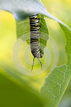 Magnificent Monarch Caterpillar Eating Upside Down