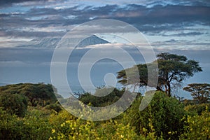 Magnificent Mount Kilimanjaro during sunrise