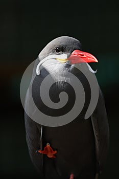 The Magnificent Mustach Bird