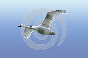 Magnificent Mute Swan - Cygnus Olor - In Flight