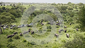 Magnificent natural landscape of herd of elephants moving through savanna slowly. Amazing scene of row of cars on