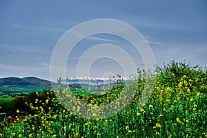 Magnificent nature view with beautiful yellow flowers growing up in green grass