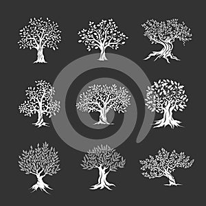 Magnificent olive and oak trees silhouette