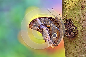 Magnificent Owl Butterfly in Smooth-Colored Background