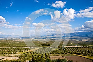 Magnificent panorama of olive groves