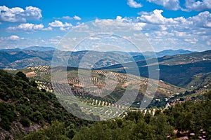 Magnificent panorama of surrounding olive photo