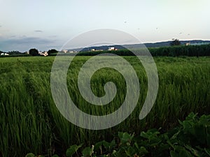 A magnificent panoramic view of green paddy crops in the farm land
