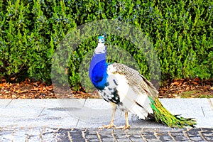 Magnificent peacock in autumn with long tail and feathers walks on grass in leaf fall Beautiful Peacock in park, zoo