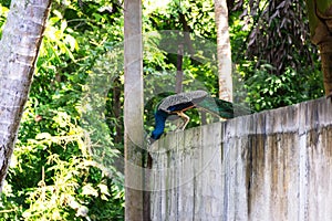 Magnificent peacock photo