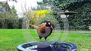 A magnificent pheasant drinks at the bird pool.