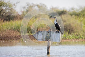 bird in the Djoudj National Park in Senegal photo