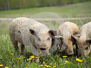 Magnificent piglets of Hungarian mangalitsa breed. Shaggy hair in pigs