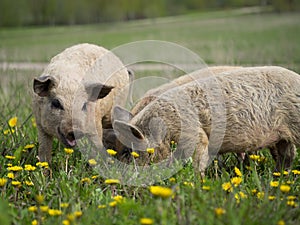 Magnificent piglets of  Hungarian mangalitsa breed. Shaggy hair in pigs