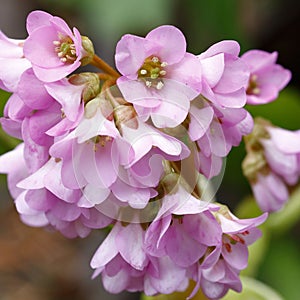 The magnificent pink flowers of the saxifrage in spring