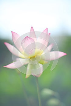 A magnificent pink-white lotus stands in the pond