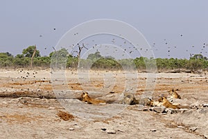 Magnificent Pride of Lions with cubs at waterhole