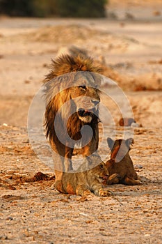 Magnificent Pride of Lions Dad with cubs