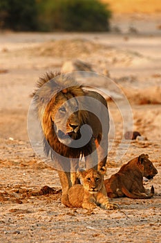 Magnificent Pride of Lions Dad with cubs