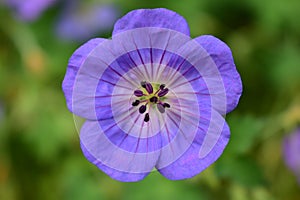 Magnificent purple flower