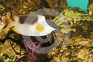Magnificent Rabbitfish or Foxface in Aquarium