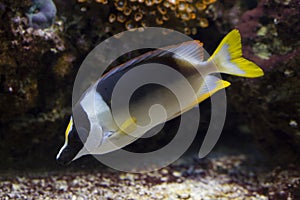 The Magnificent Rabbitfish Siganus magnificus. photo