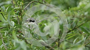 A magnificent rare Great Grey Shrike, Lanius excubitor, perching on a branch in a Willow tree, on a dark, windy, rainy day. It is
