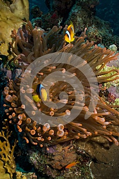 Magnificent red anemone with anemonefish