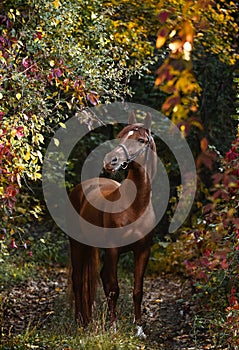 Magnificent red Arabian horse stands in a beautiful autumn forest.