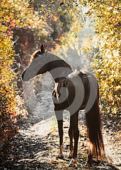 Magnificent red Arabian horse stands in a beautiful autumn forest.